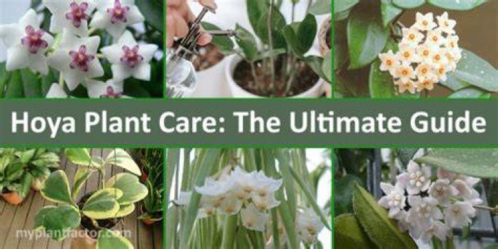 Can I Get a Hoya? A Comprehensive Guide to Owning and Caring for Hoya Plants