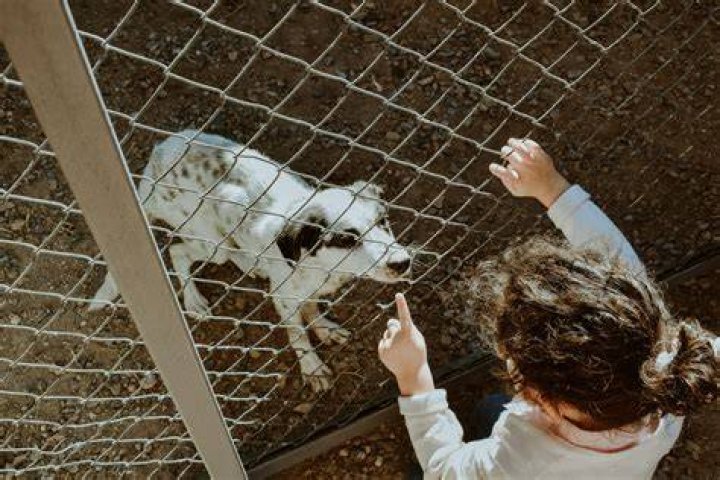 Why She Wants a Big Dog: A Comprehensive Guide for Potential Owners